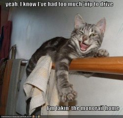 funny-pictures-cat-takes-monorail-home.jpg