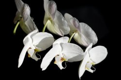 orchid  017.jpg