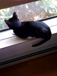 Kitty.jpg