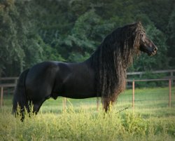 friesian.jpg