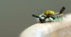 Caterpillar.jpg