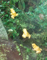 * Golden Dart Frog-1 8x10.JPG