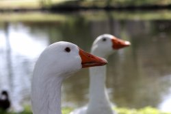 swan2.jpg