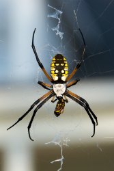 Garden Spider  170.jpg