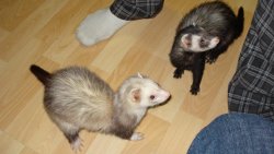 More Ferrets.jpg