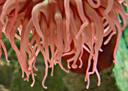 anemone-1.jpg