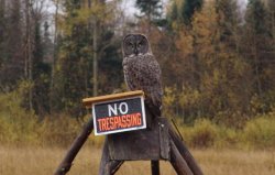 Great Gray Owl - October 16th 2004 - Hearst 034CRR.jpg