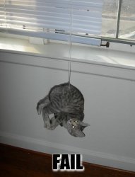 danglecat.jpg