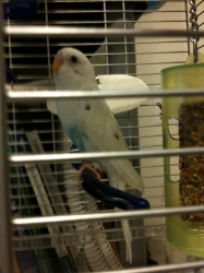 parakeets_white.png