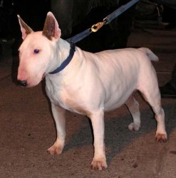 XMAS PARADE BULL TERRIER ZACH (OP) DEC. 11, 04 042.jpg