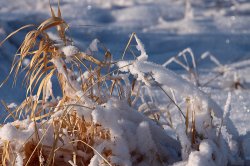 wintergrass2.jpg