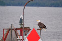 20100124-Bald Eagle-003.jpg