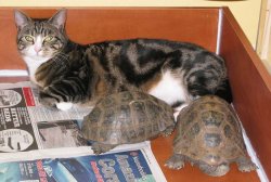 Chewy&tortoises.jpg