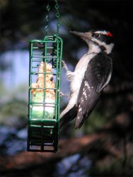 Wood_pecker_N_1.jpg