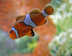 Clown Fish-1 5x7.JPG