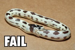 532Snake_fails.jpg