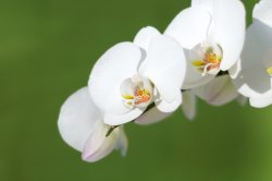 orchid  038 (1 of 1).jpg