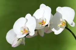 orchid  024.jpg