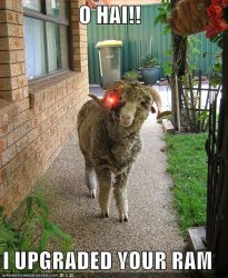 funny-pictures-robo-ram.jpg