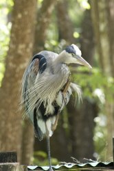 IMG_6937 blue-grey bird.jpg