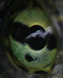 eye1.jpg