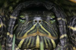 boxturtle.jpg