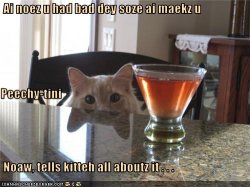 bartender cat.jpg