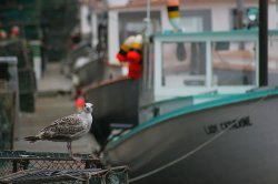 gull1.jpg