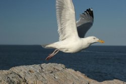 gull2.jpg