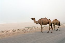 camels.jpg