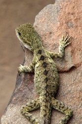 02247_lizard_1.jpg