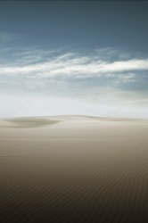 Desert Palm_no_Island.jpg