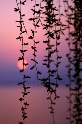 02204_westlakeatsunset_1.jpg