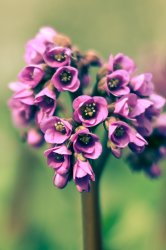 02233_springremixed_1.jpg