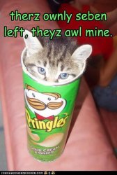 pringle cat.jpg