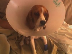 Conehead Bea.jpeg