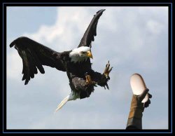 eagle catching mighty mouse.jpg