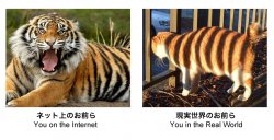 Net Tiger.jpg