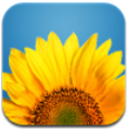 sunflower.png