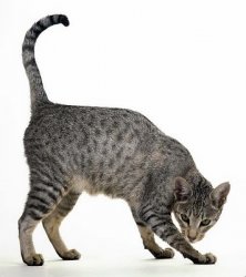 spotted egyptian mau.JPG