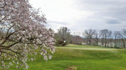 Magnolia%20Trees%20April%202011.jpg