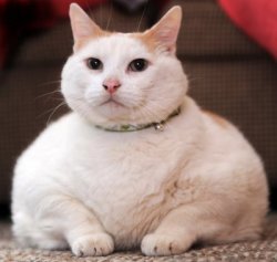 government fat cat.JPG