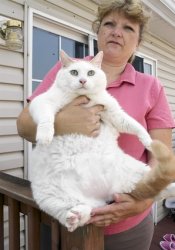 fat_cat.jpg