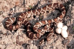 Eastern_milk_snake.jpg