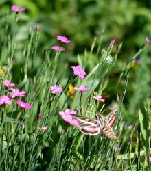 HummingbirdClearwingMoth1.jpg