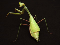 Mantis1.jpg