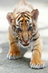 tiger.png