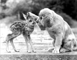 KindPuppy.jpg