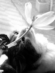 my_little_flower.jpg