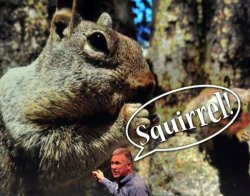 Squirrel.jpg